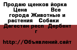 Продаю щенков йорка › Цена ­ 10 000 - Все города Животные и растения » Собаки   . Дагестан респ.,Дербент г.